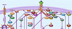 Insulin Receptor Pathway